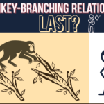 Do monkey branching relationships last